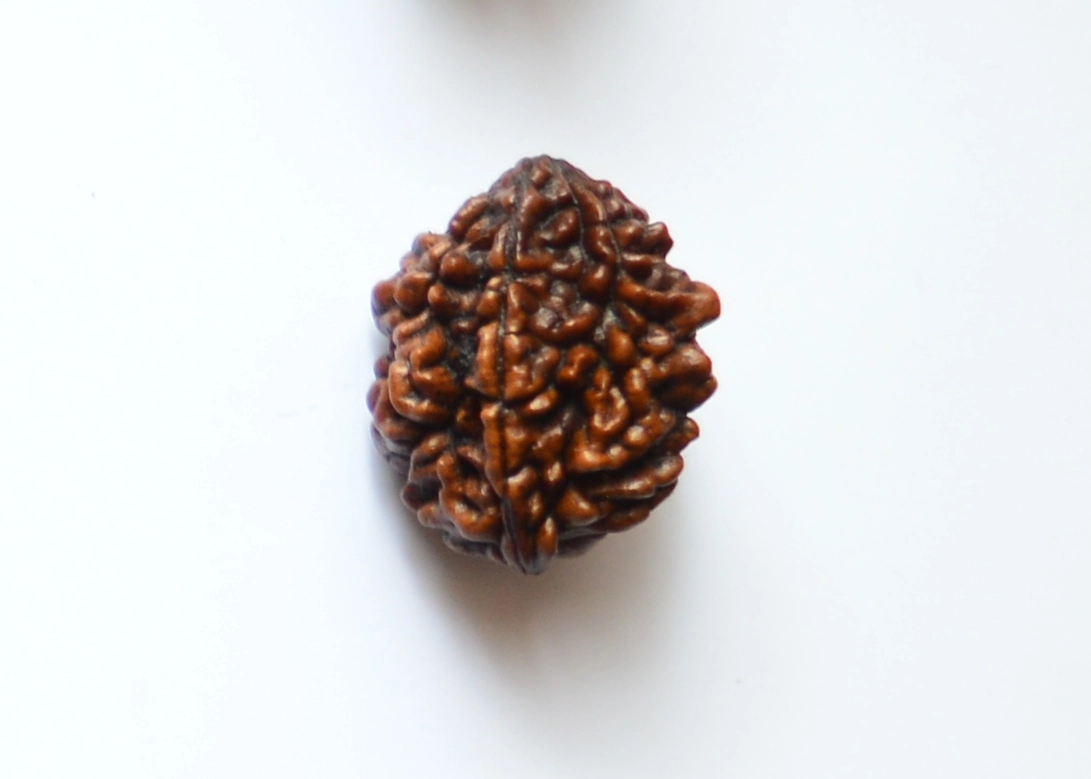 3 Mukhi Rudraksha