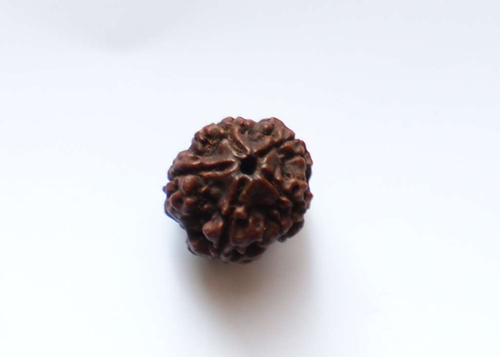5 Mukhi Rudraksha