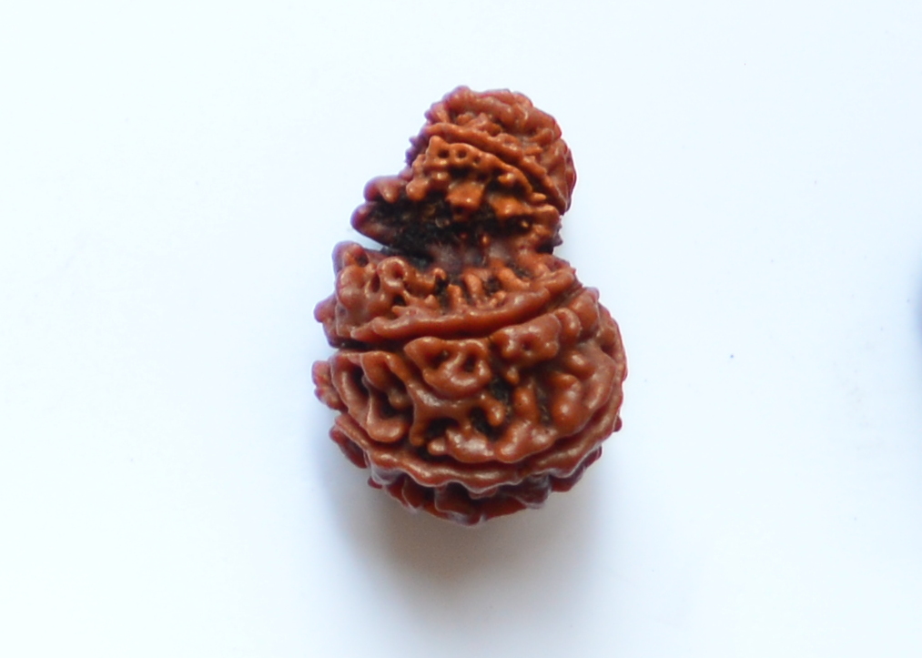 Goury Shankar Rudraksha